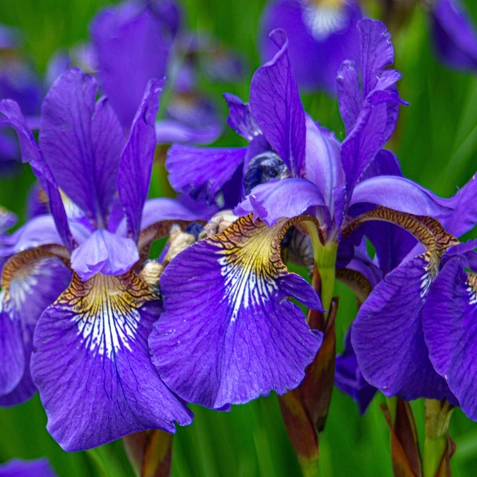 Iris