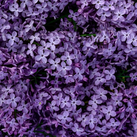 Lavanda